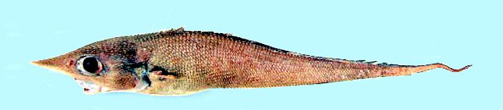 Trachyrincus scabrus_3564